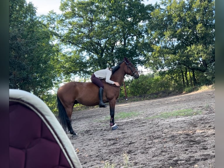 Polish sport horse Gelding 7 years 16 hh Brown in Zossen