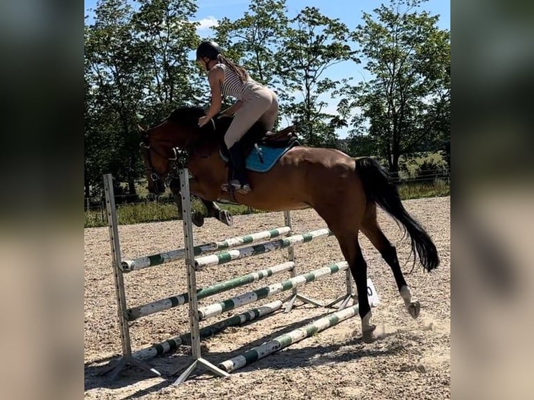 Polish sport horse Gelding 7 years 16,1 hh Brown in Papenhagen
