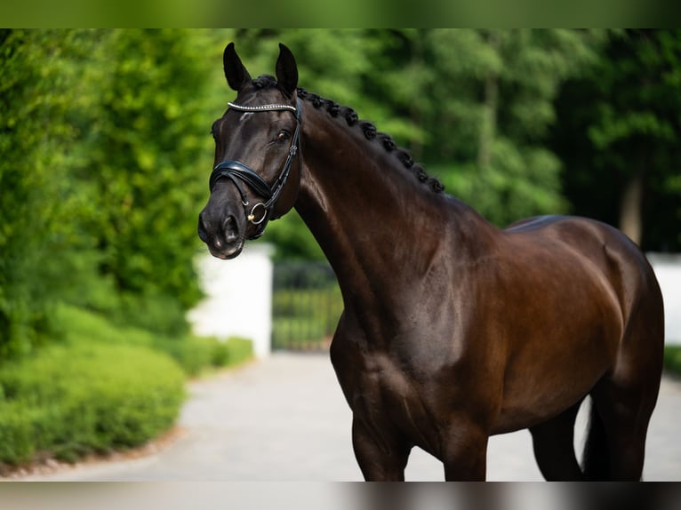 Polish sport horse Gelding 7 years 16,2 hh Black in mol