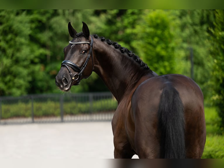Polish sport horse Gelding 7 years 16,2 hh Black in mol