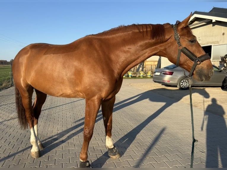Polish sport horse Gelding 7 years 17 hh Chestnut-Red in Zatory