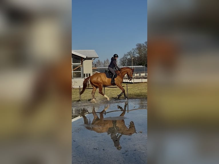 Polish sport horse Gelding 7 years 17 hh Chestnut-Red in Zatory