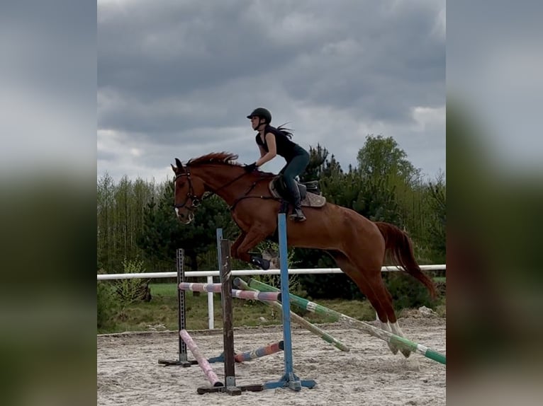Polish sport horse Gelding 7 years 17 hh Chestnut-Red in Zatory