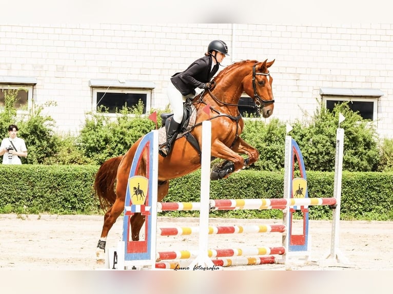 Polish sport horse Gelding 7 years 17 hh Chestnut-Red in Zatory