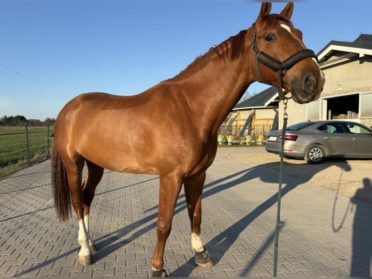 Polish sport horse Gelding 7 years 17 hh Chestnut-Red in Zatory