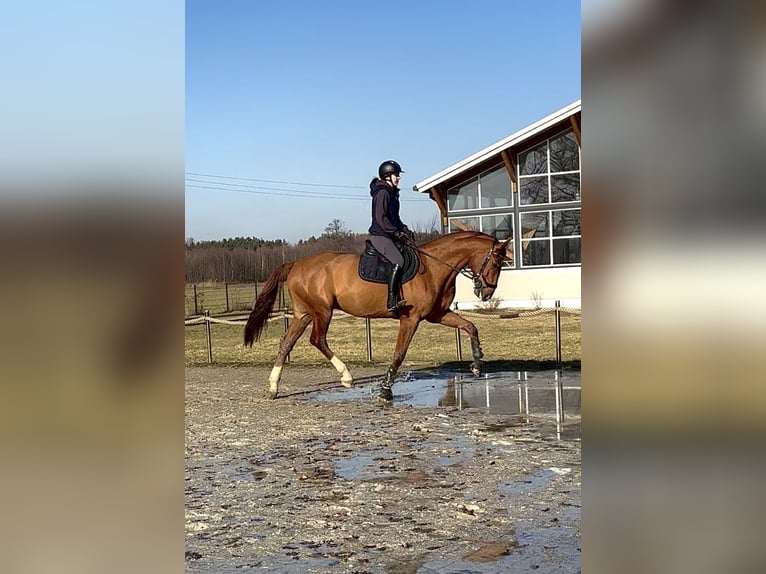 Polish sport horse Gelding 7 years 17 hh Chestnut-Red in Zatory