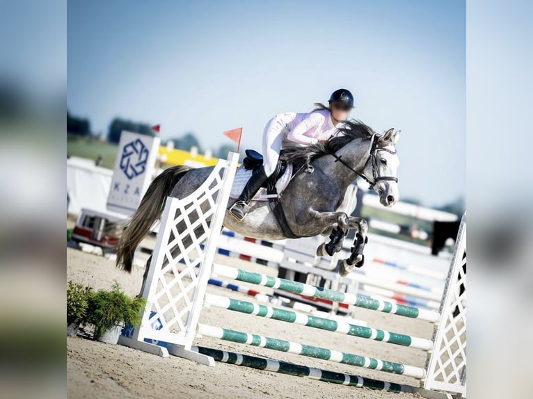 Polish sport horse Gelding 7 years Grey in Kraków
