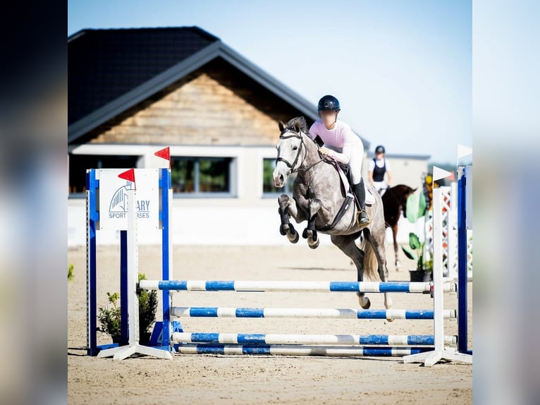 Polish sport horse Gelding 7 years Grey in Kraków
