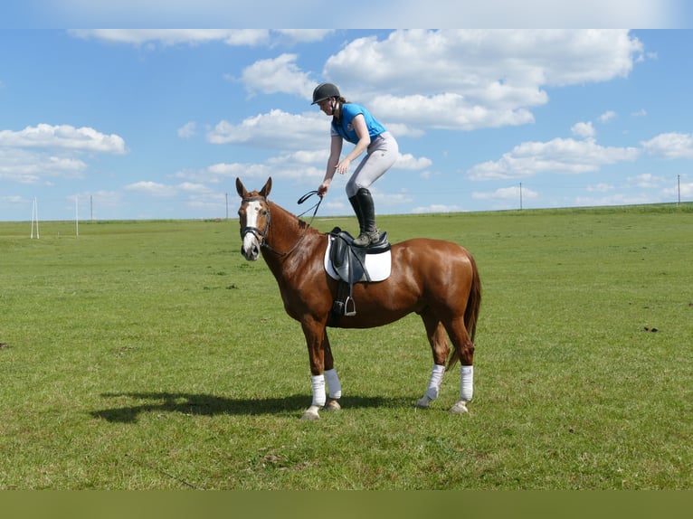 Polish sport horse Gelding 8 years 16 hh Chestnut-Red in Ganschow