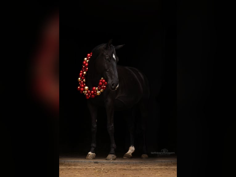 Polish sport horse Gelding 8 years 16,2 hh Black in Fürstenfeldbruckest