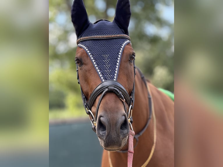 Polish sport horse Gelding 8 years 17 hh Bay in Podlesie