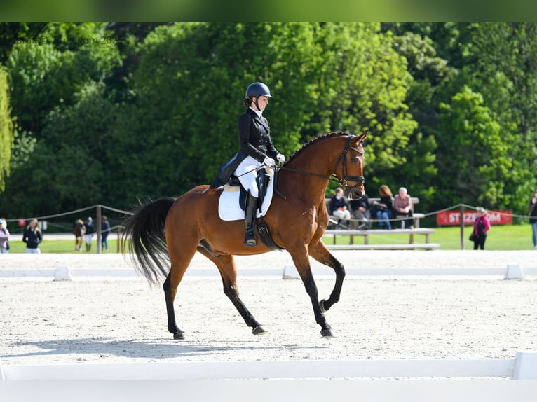 Polish sport horse Gelding 8 years 17 hh Bay in Podlesie