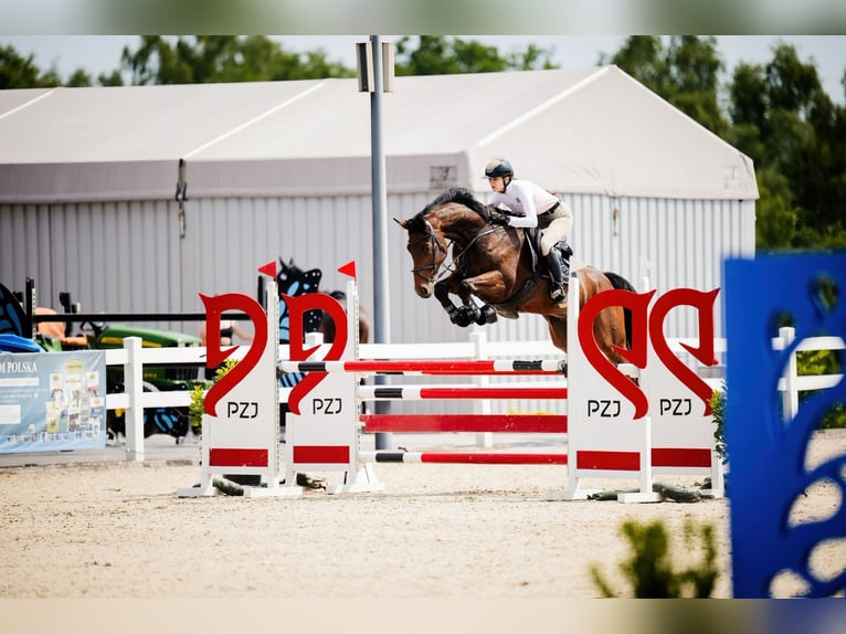 Polish sport horse Gelding 8 years 17 hh Bay in Kiczyce