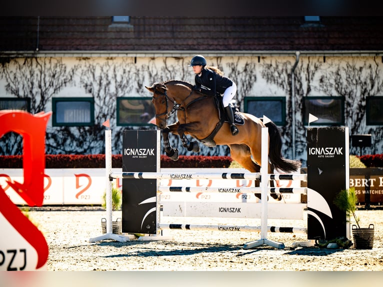 Polish sport horse Gelding 8 years 17 hh Bay in Kiczyce