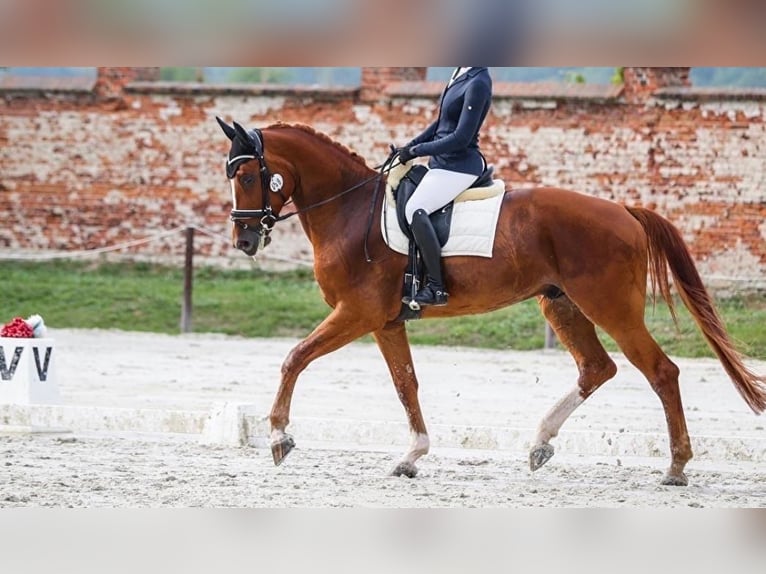 Polish sport horse Gelding 8 years 17,1 hh Chestnut in Warshaw