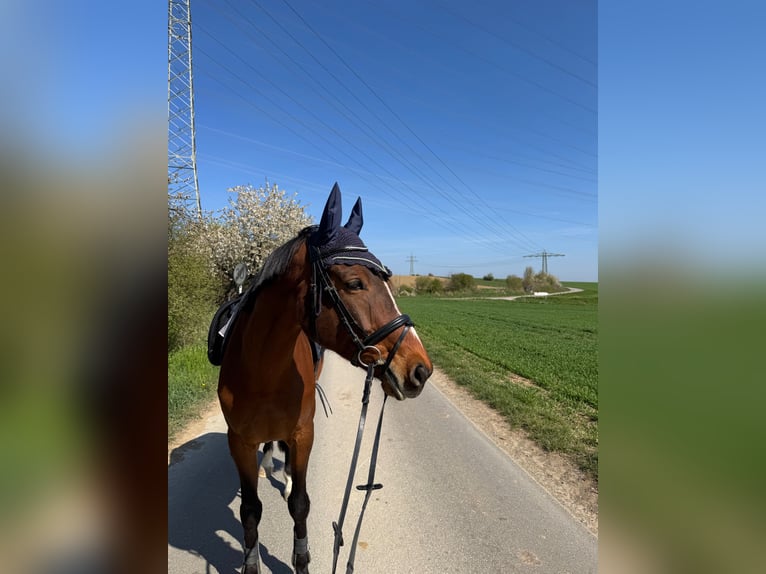 Polish sport horse Gelding 9 years 15.2 hh Brown in Markgröningen