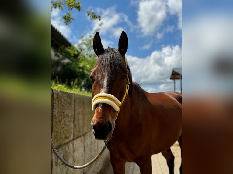 Polish sport horse Gelding 9 years 15.2 hh Brown in Markgröningen