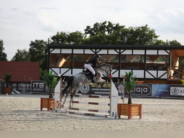 Polish sport horse Gelding 9 years 15.2 hh Grey in LESZNO DOLNE