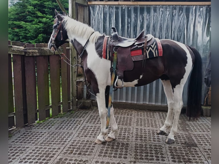 Polish sport horse Gelding 9 years 16,2 hh Pinto in Rinteln