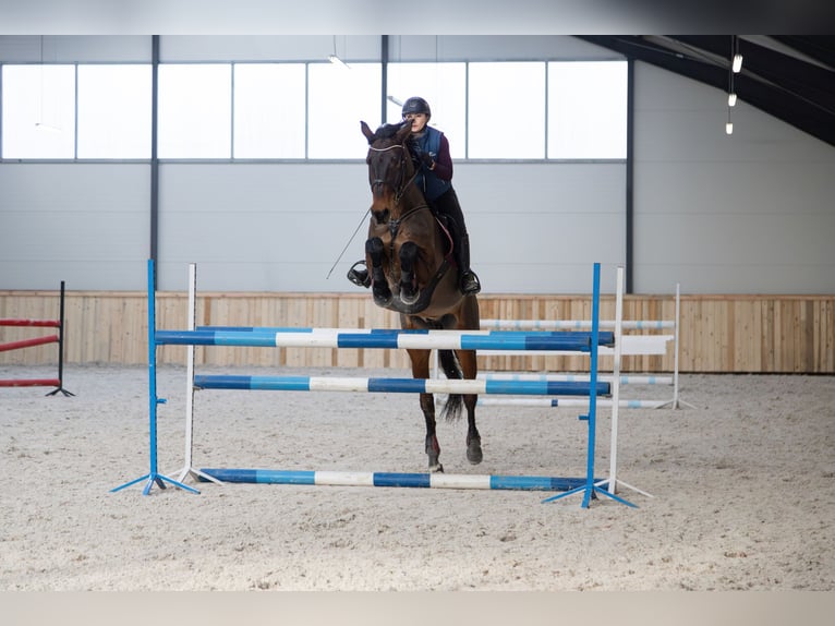 Polish sport horse Gelding 9 years 16,3 hh Bay-Dark in Lis&#xF3;wek