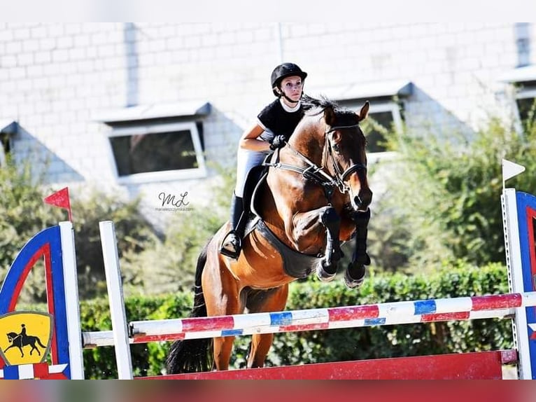 Polish sport horse Gelding 9 years 16,3 hh Bay-Dark in Lis&#xF3;wek