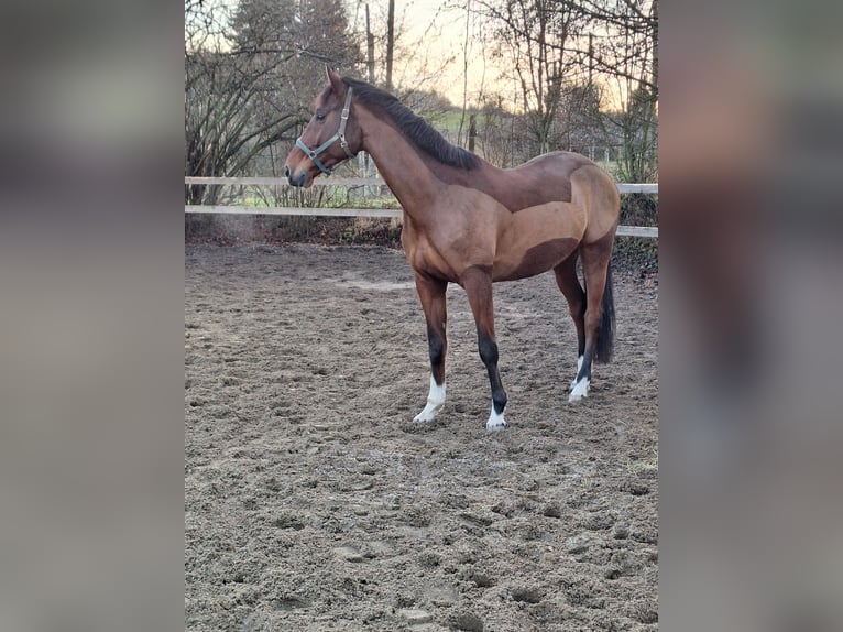 Polish sport horse Gelding 9 years 17 hh Bay in Train