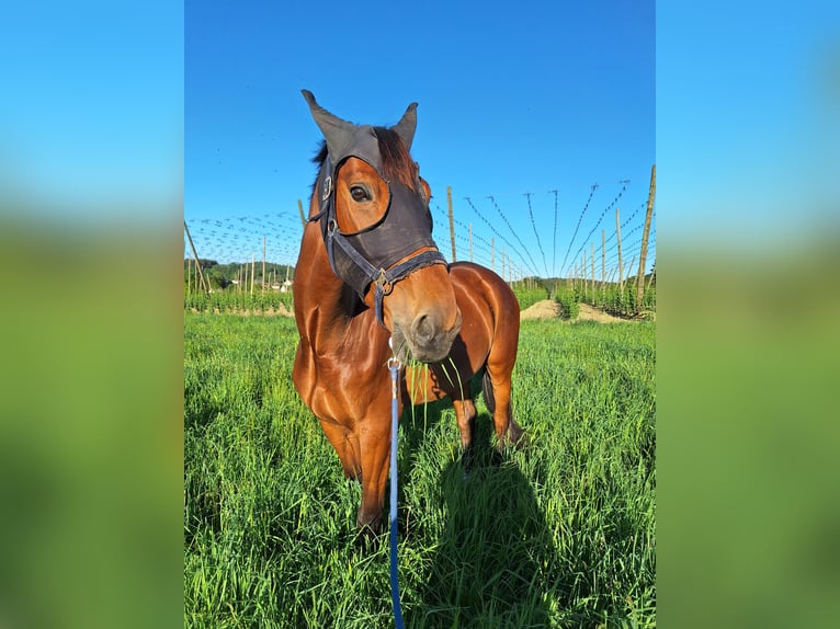 Polish sport horse Gelding 9 years 17 hh Bay in Train