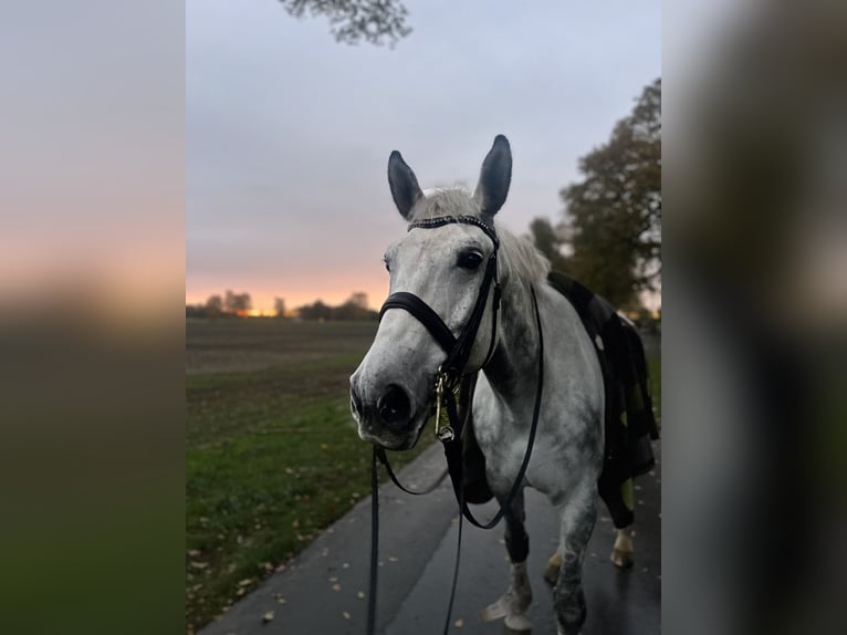 Polish sport horse Gelding 9 years 17,1 hh Grey in Harsewinkel