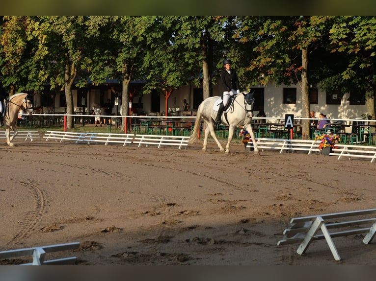 Polish sport horse Mix Mare 10 years 14.3 hh Grey-Dapple in Angelbachtal