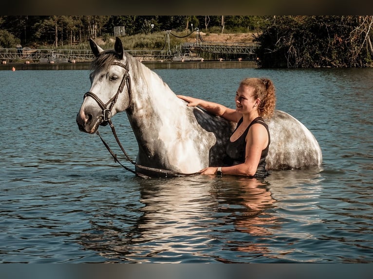 Polish sport horse Mix Mare 10 years 14.3 hh Grey-Dapple in Angelbachtal