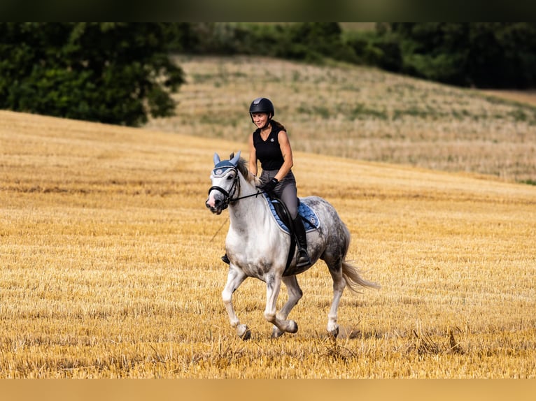 Polish sport horse Mix Mare 10 years 14,3 hh Grey-Dapple in Angelbachtal