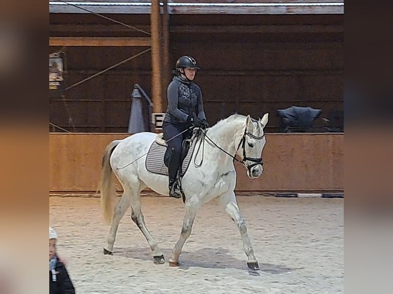 Polish sport horse Mare 10 years 15,3 hh Grey in Forst