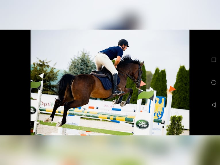 Polish sport horse Mare 10 years 16 hh Bay-Dark in Prudnik