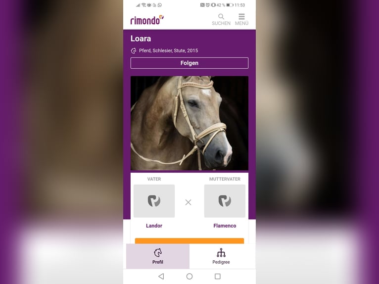 Polish sport horse Mare 10 years 16 hh Dun in Nordkirchen