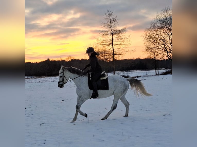 Polish sport horse Mare 10 years 16 hh Grey in Forst