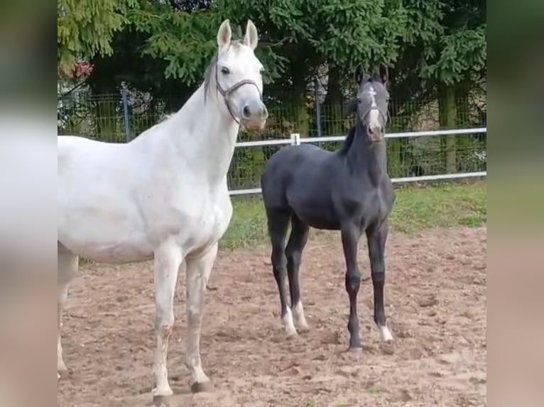 Polish sport horse Mare 10 years 16 hh Grey in Forst