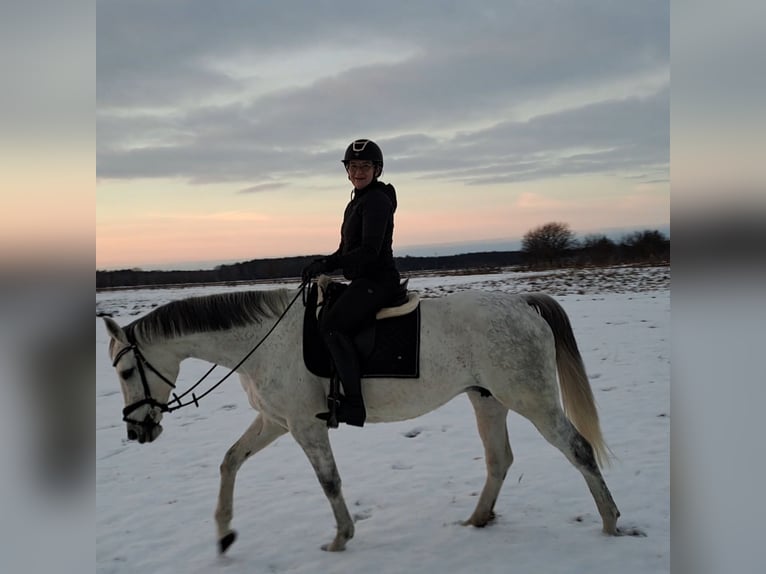 Polish sport horse Mare 10 years 16 hh Grey in Forst