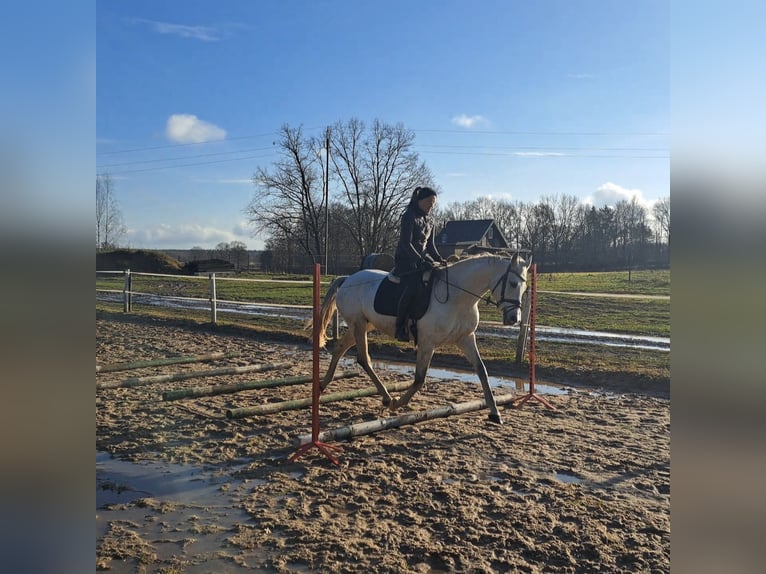 Polish sport horse Mare 10 years 16 hh Grey in Forst