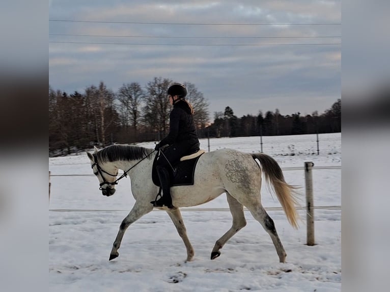 Polish sport horse Mare 10 years 16 hh Grey in Forst