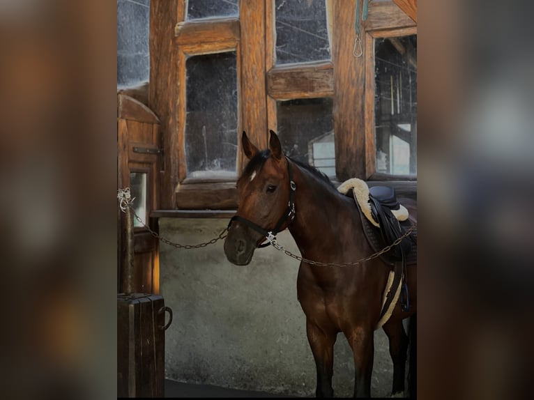 Polish sport horse Mare 10 years 16,2 hh Brown in Iwno