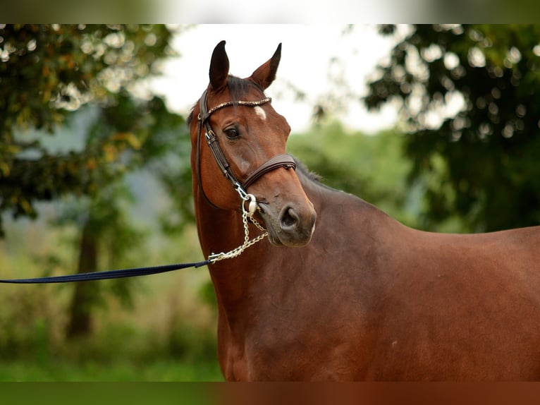 Polish sport horse Mare 10 years 16,2 hh Brown in Iwno