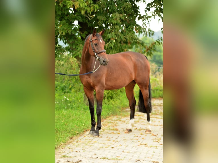 Polish sport horse Mare 10 years 16,2 hh Brown in Iwno