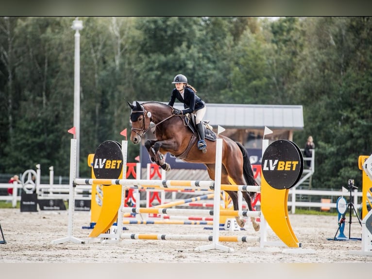 Polish sport horse Mare 10 years 16,2 hh Brown in Iwno