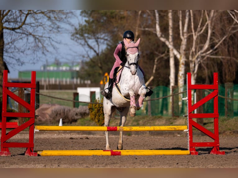 Polish sport horse Mare 11 years 15.1 hh Leopard-Piebald in Żnin