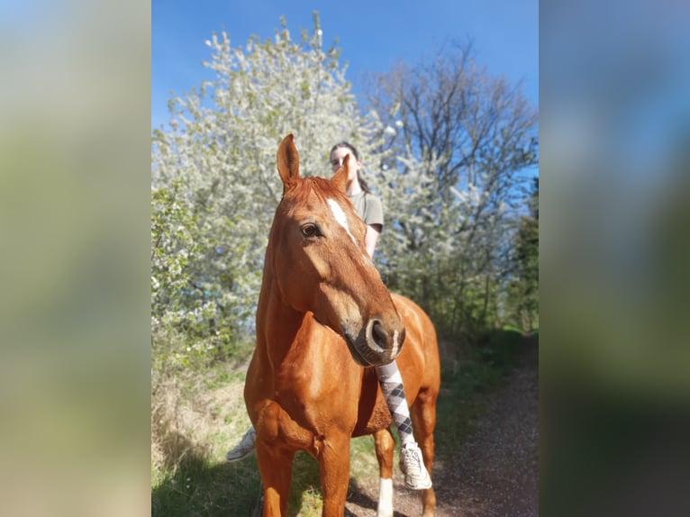 Polish sport horse Mare 11 years 15,1 hh Chestnut-Red in Herbstein