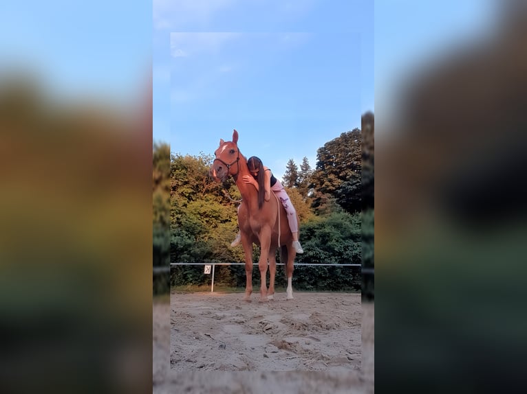 Polish sport horse Mare 11 years 15,1 hh Chestnut-Red in Herbstein