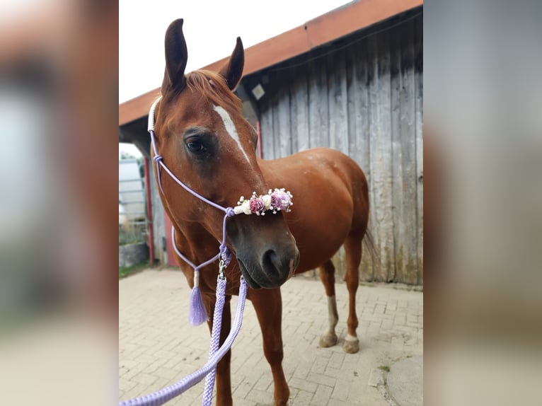 Polish sport horse Mare 11 years 15,1 hh Chestnut-Red in Herbstein