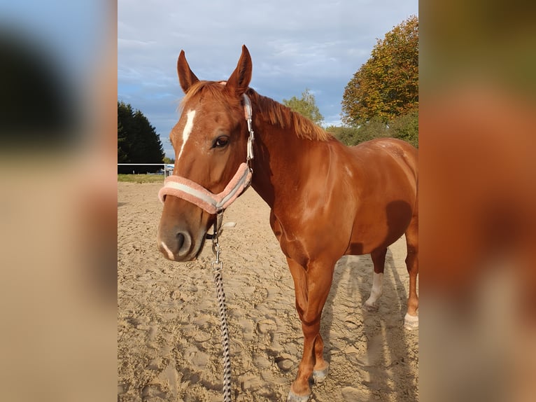 Polish sport horse Mare 11 years 15,1 hh Chestnut-Red in Herbstein