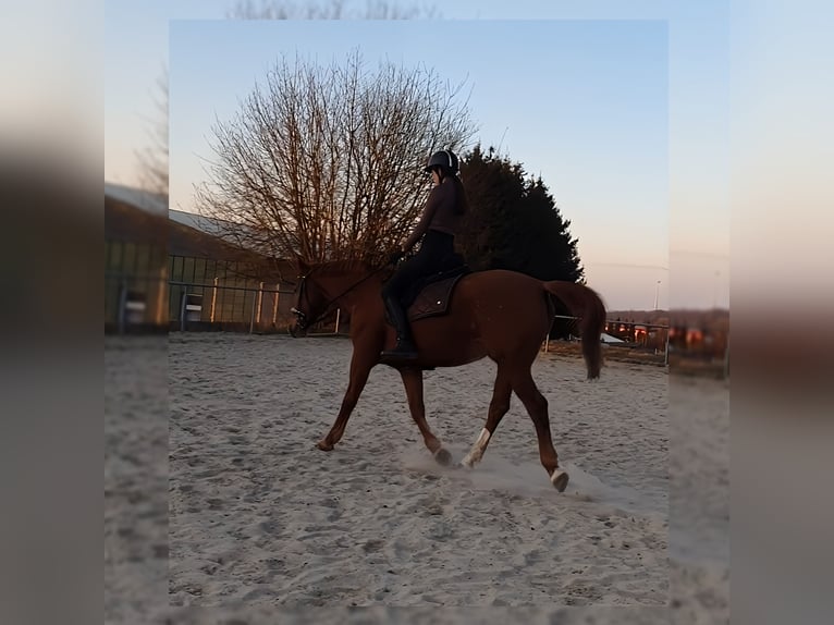 Polish sport horse Mare 11 years 15,1 hh Chestnut-Red in Herbstein
