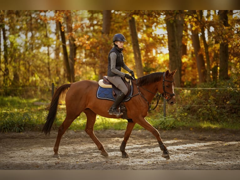 Polish sport horse Mare 11 years 15,2 hh Chestnut-Red in Warszawa